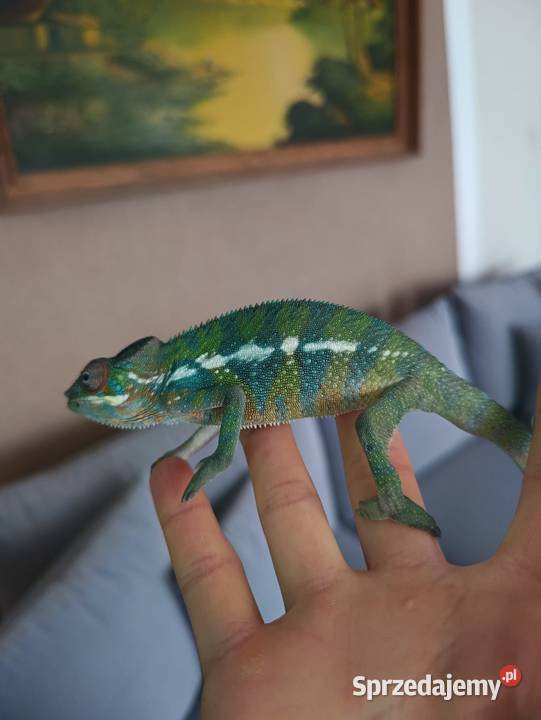 Kameleon Lamparci samce i samice Jawor