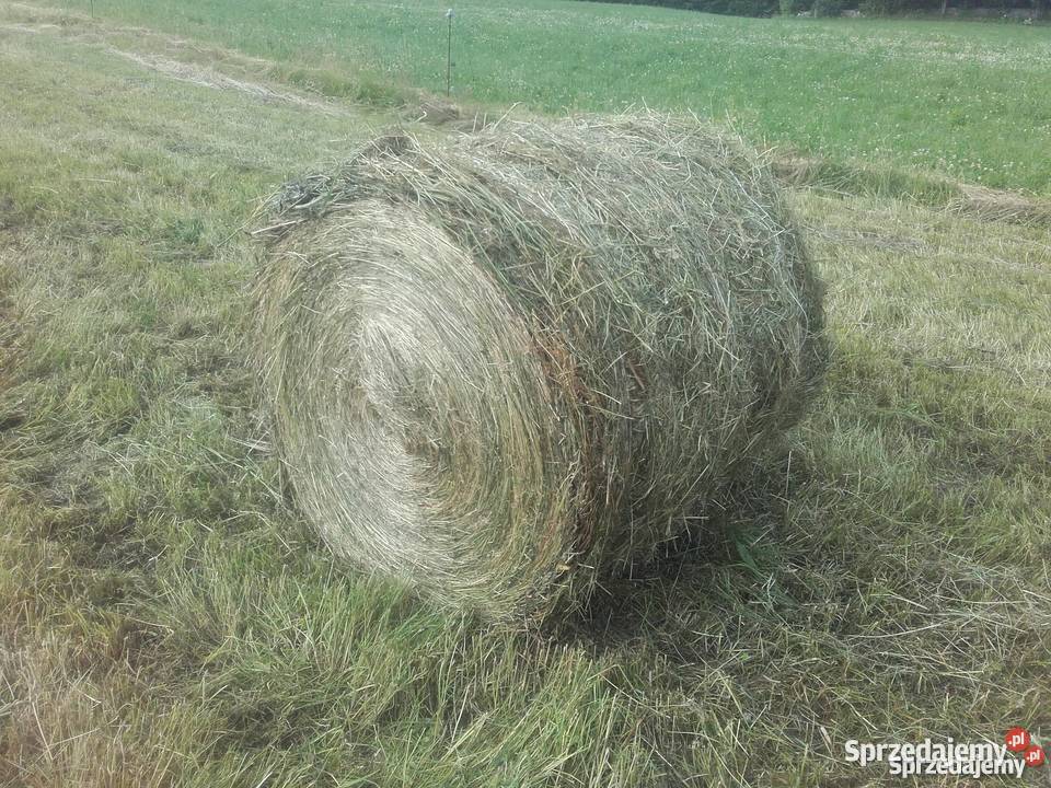 Siano ze zbioru 2025 Czerniczyn