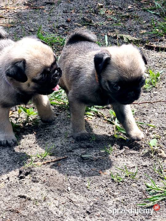 Szczeniaki mops Przedbórz