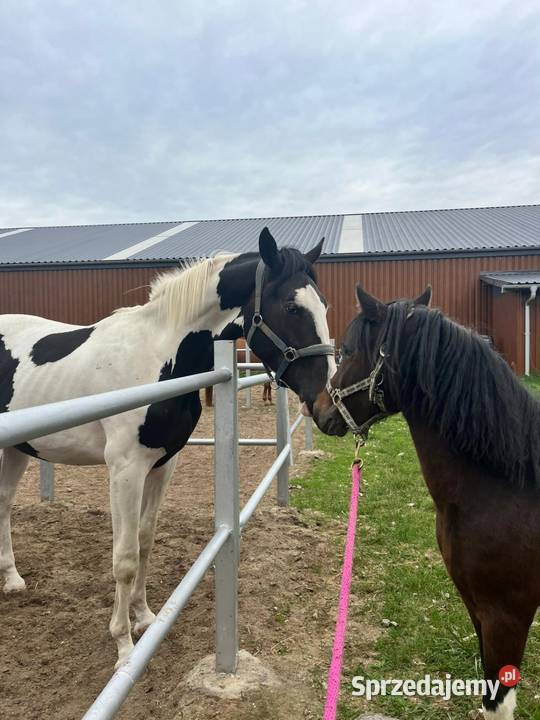 Sprzedam prawie 3 letniego ogiera Paskudy