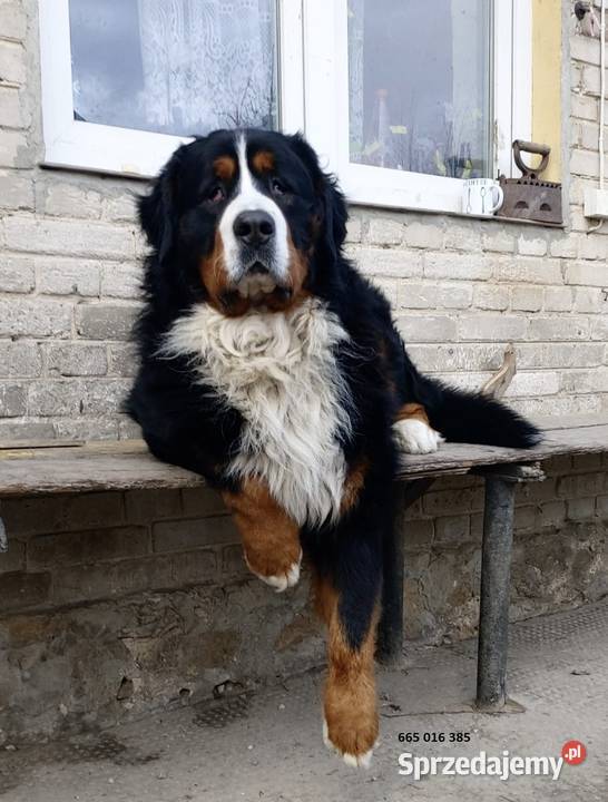 Śliczne pieski Berneński Pies Pasterski Bidziny