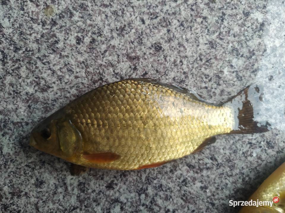 LIN KARAŚ POSPOLITY ZŁOCISTY Łódź sprzedam