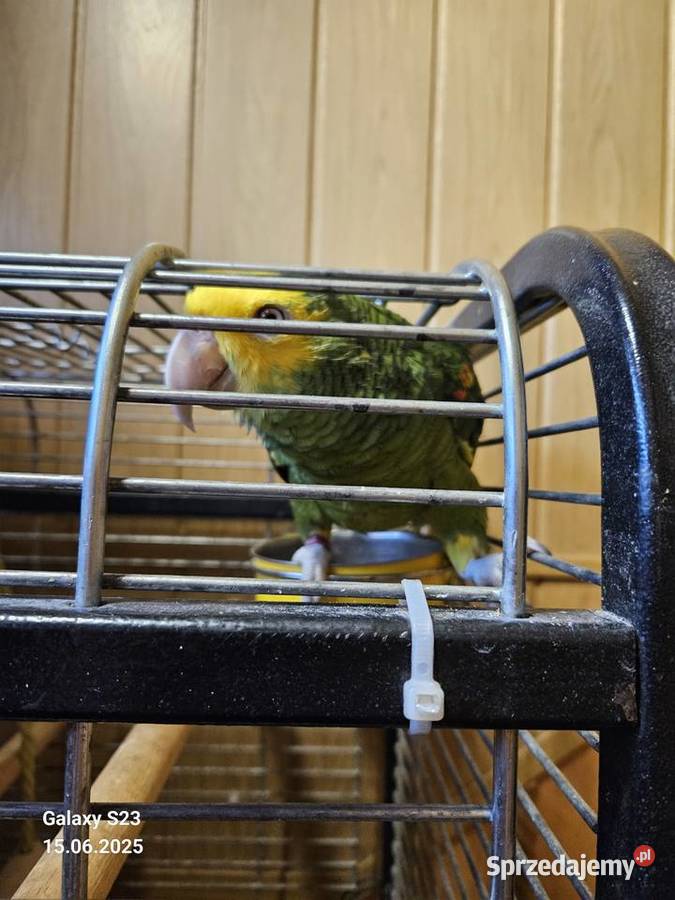 Amazonka żołtogardła śląskie Wodzisław Śląski