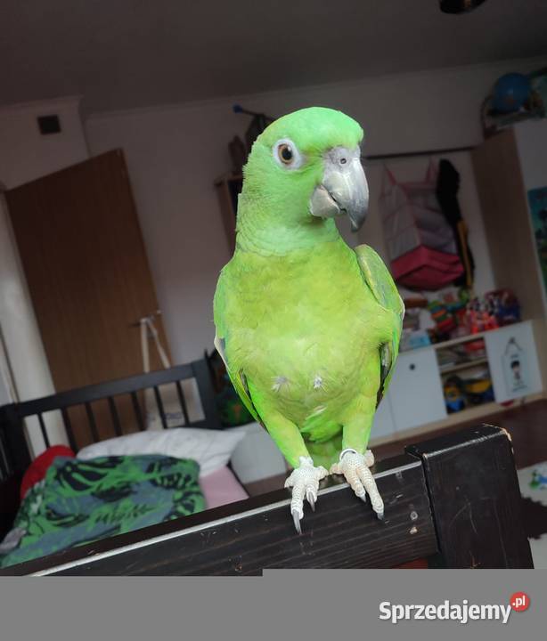 Papuga Amazona auropalliata amazonka żółtoszyja Ptaki opolskie Zębowice