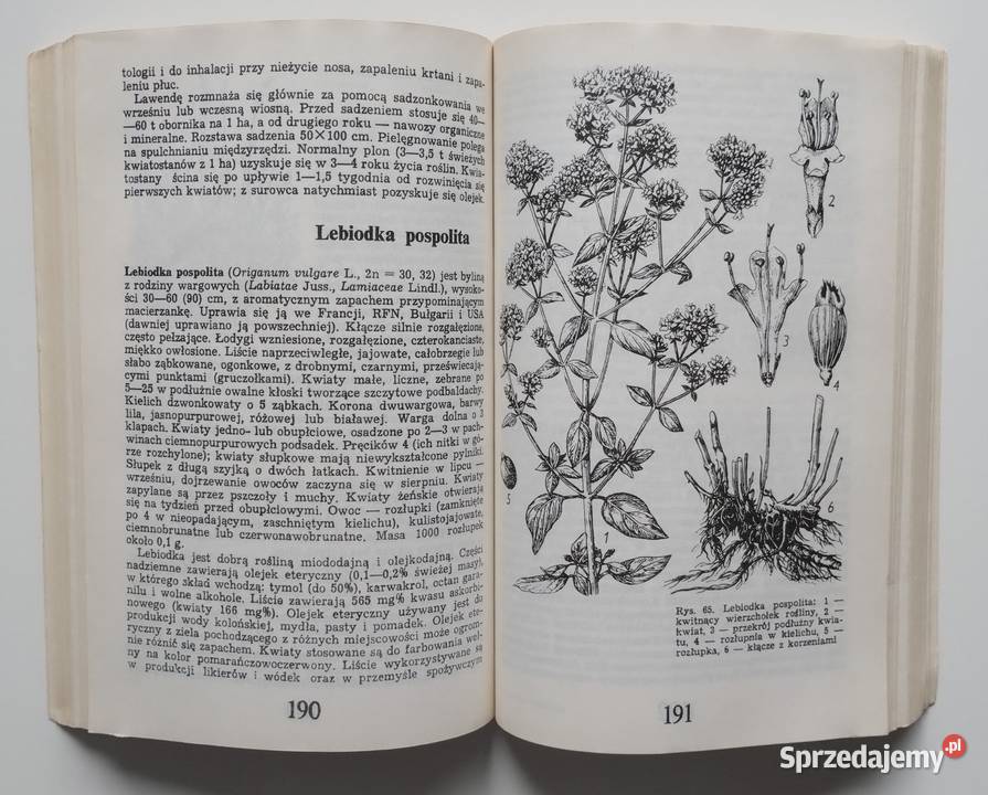 Przewodnik ziołolecznictwa ludowego Rośliny