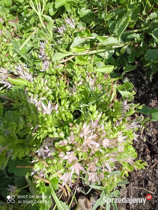 Rozchodnik kaukaski na skalniak do donic Nowy Sącz