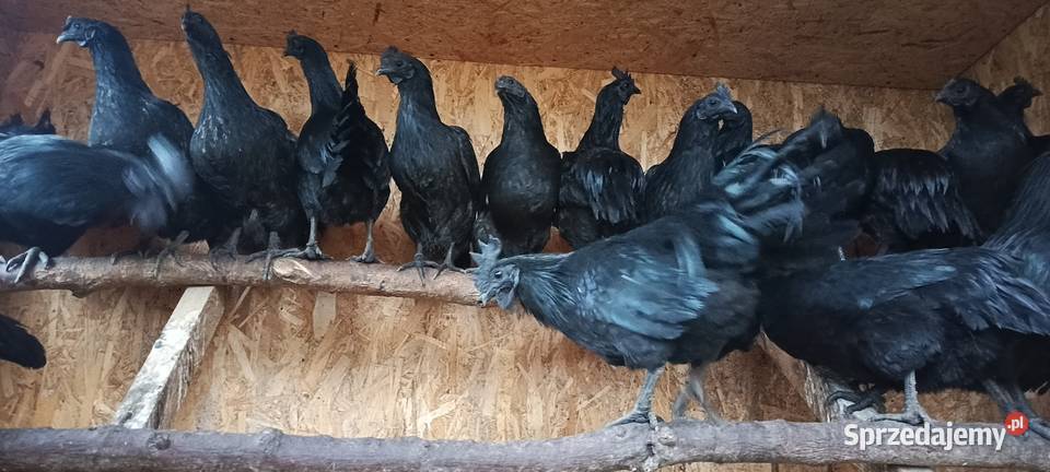 Kury Ayam Cemani czarne i białe