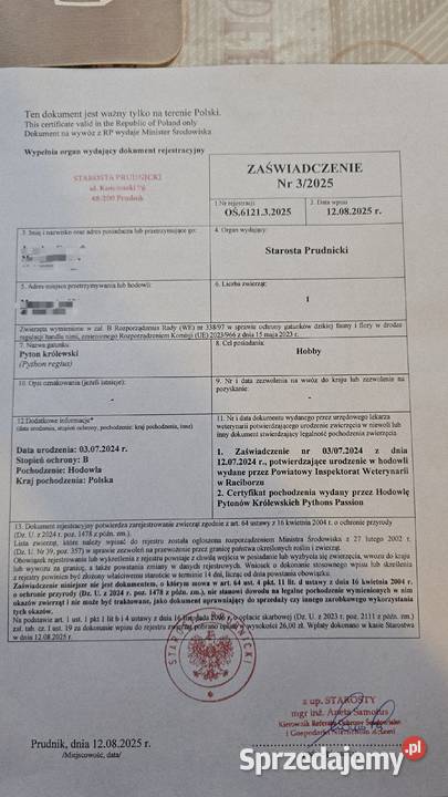 Pyton Królewski Prudnik