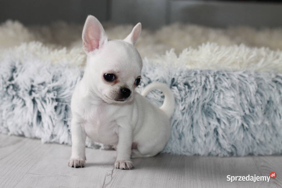 Gucci chihuahua ZKwP FCI prawdziwy rodowód Świnoujście