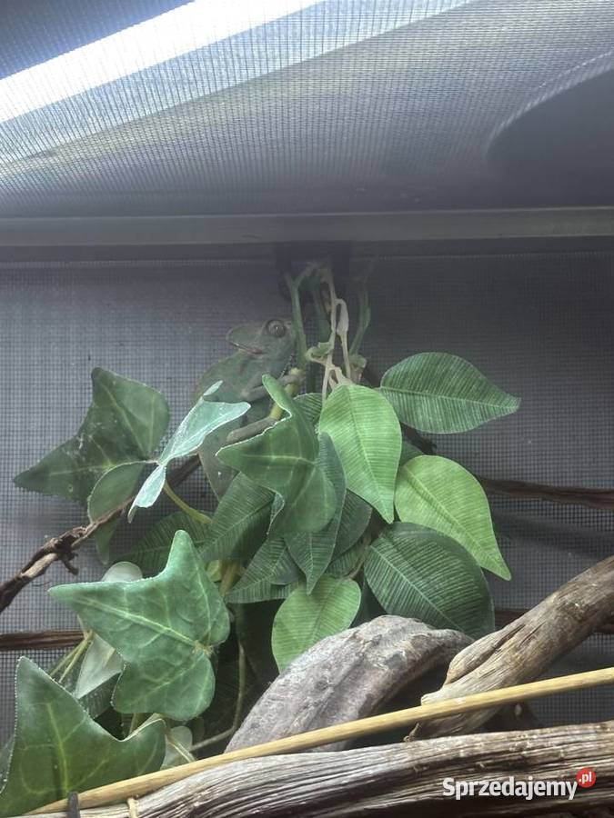 kameleon jemeński z terrarium i wsyztsko co Zamość