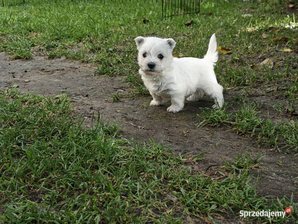 Szczenięta West Highland White Terrier terrier
