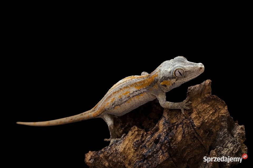 Gekon gargulcowy Rhacodactylus auriculatus nie Rybnik