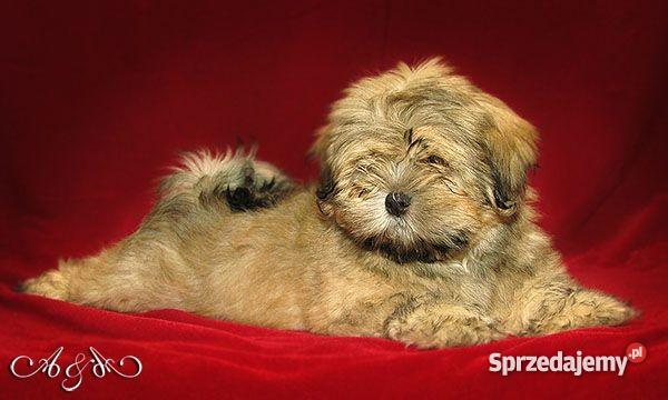 Lhasa Apso mniej znany kuzyn Shih Tzu rodowodowe Wrocław