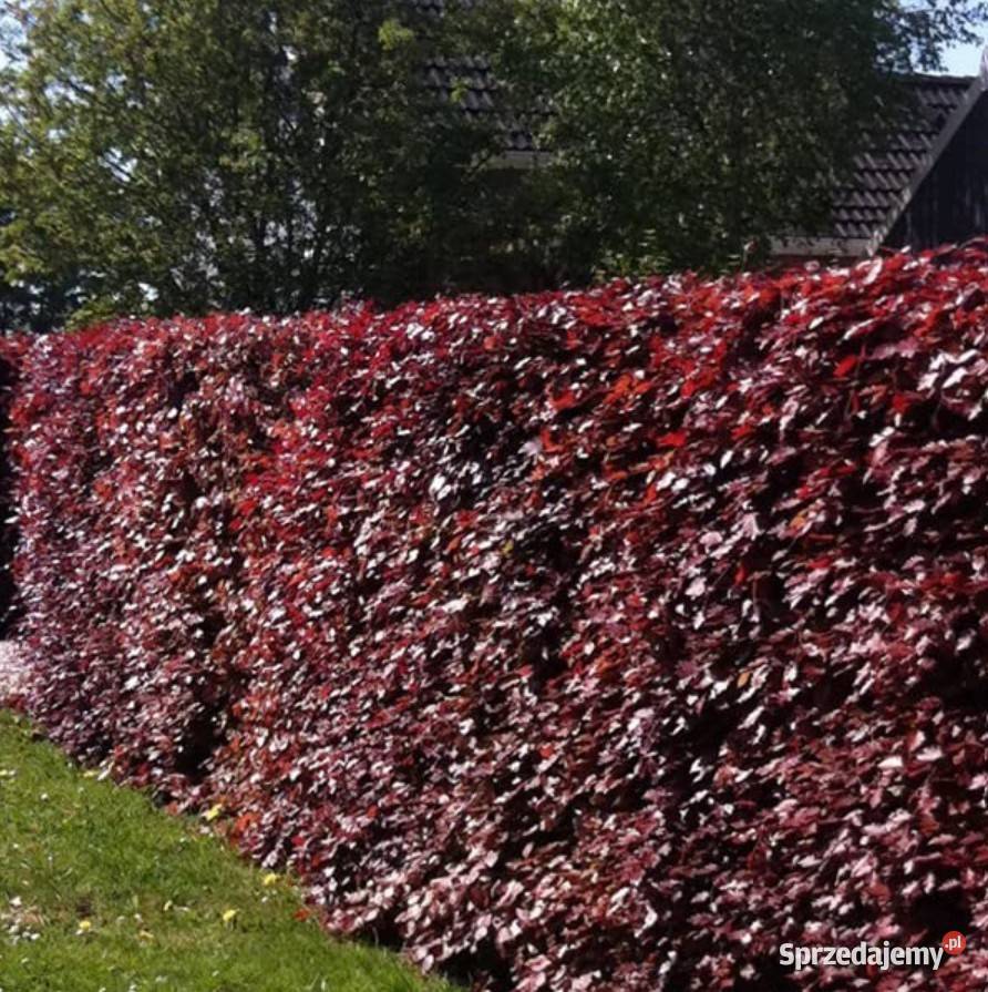 P11 BUK POSPOLITY FAGUS SYLVATICA ATROPUNICEA NA Miedźna