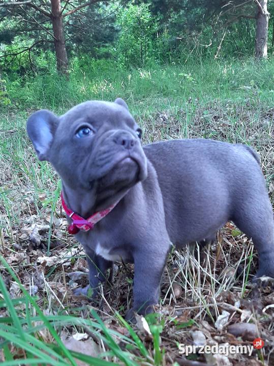Buldog francuski suczka Buldog Pabianice