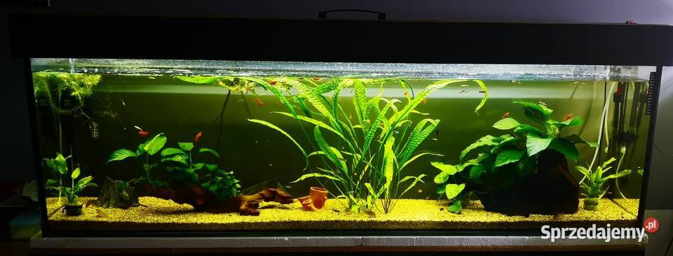 Akwarium 360 L na wymiar Jasło