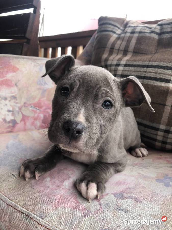 Amstaff szczeniaki małopolskie Sutków