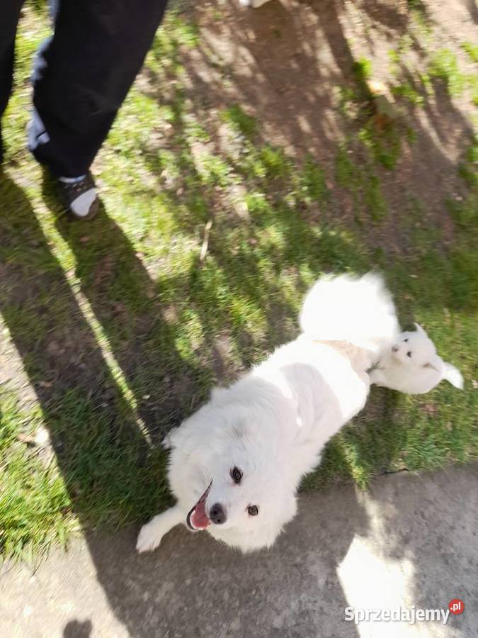 Szpic niemiecki średni szczenięta Dębica