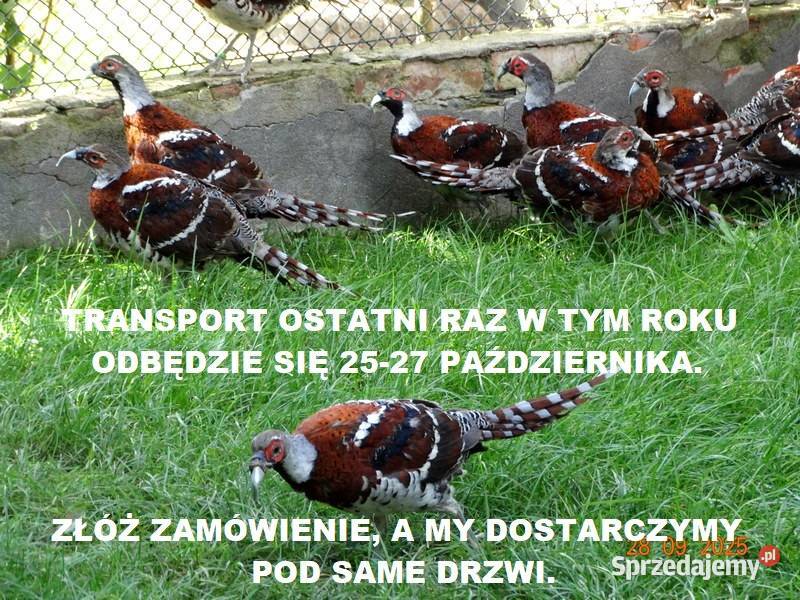 Sprzedam Bażanty Kasztanowe Elioty Bażant z 2025 Gostyń