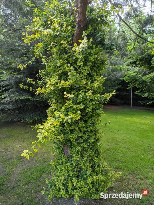 Trzmielina Emerald Gold pnąca