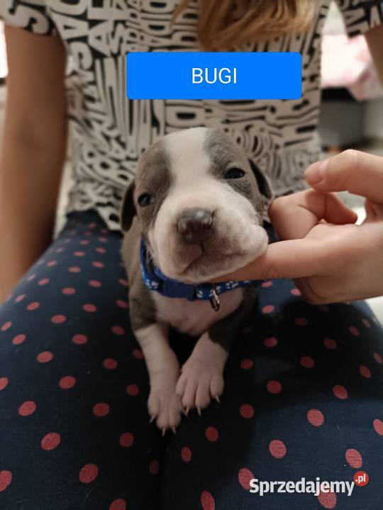 Szczenięta amstaff rodowód Amstaff mazowieckie Wyszków