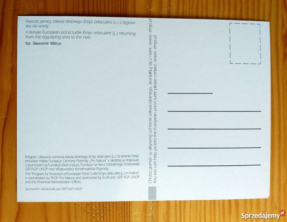 SAMICA ŻÓŁWIA BŁOTNEGO FOT SŁAWOMIR MITRUS Piszczac sprzedam