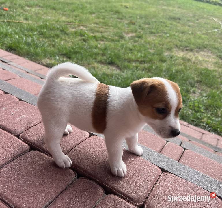 Jack Russell Terrier lubelskie