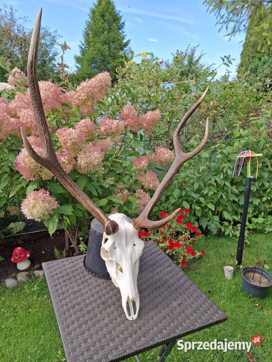Poroże wieniec jelenia Luzino