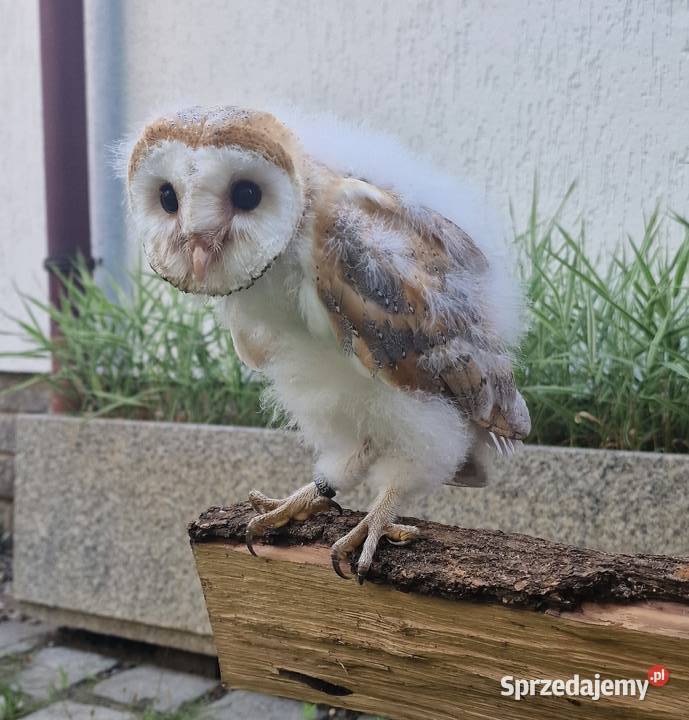 Sowa sowy płomykówki Tyto alba młode Wrocław