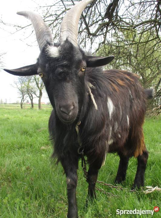 Sprzedam kozły i koźlęta tegoroczne Kostry