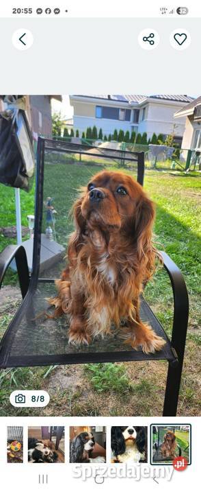 Cavalier king charls spaniel Janki