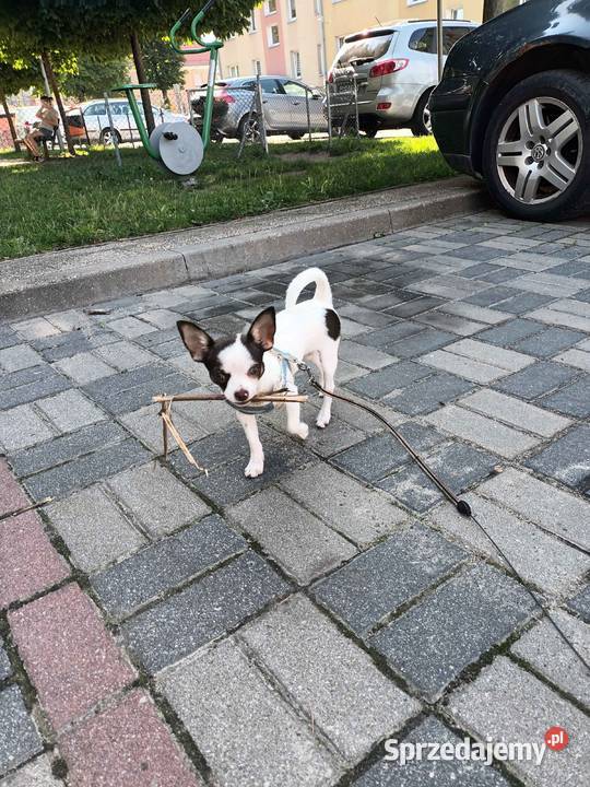 Piesek rasy chihuahua Elbląg
