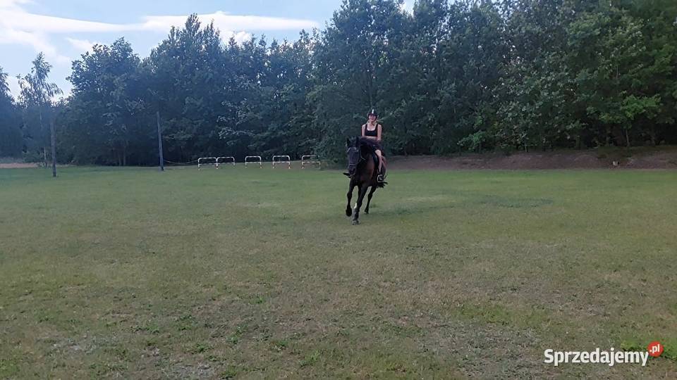 Sprzedam konia Ślesin