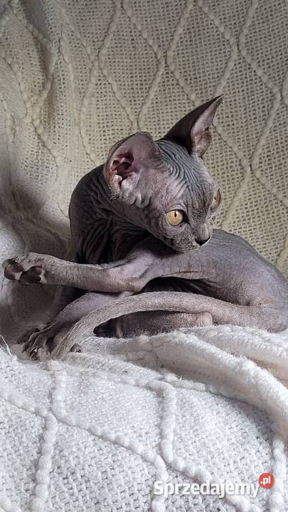 Niebieska koteczka Sfinks na Hodowle Warszawa