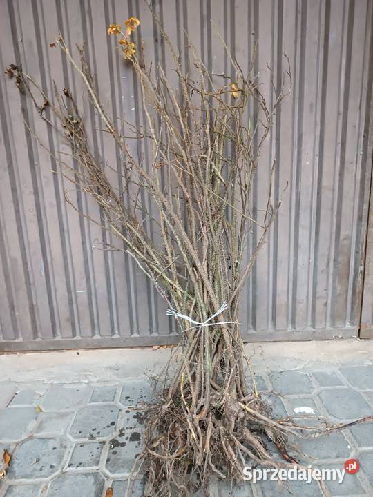 Róża pomarszczona rosa rugosa duże sadzonki Orońsko sprzedam