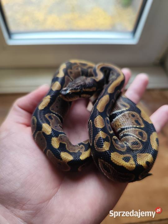 Samiczka pyton królewski classic Pruszków sprzedam