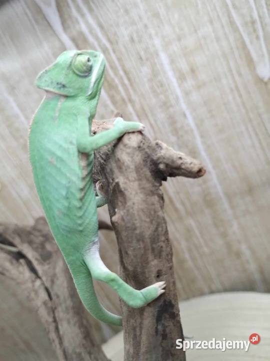 Kameleon Jemeński blue Jawor