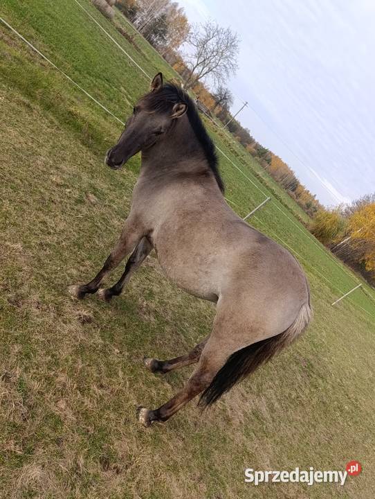 Koniki Polski ogierek Konie