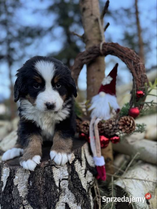 Piękna sunia Berneński Pies Pasterski z