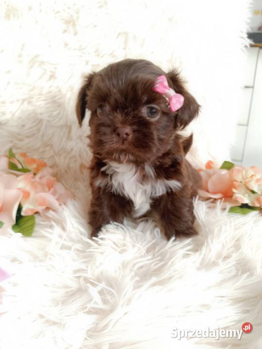 Czekoladowa suczka rasy ShihTzu Shih Tzu Namysłów