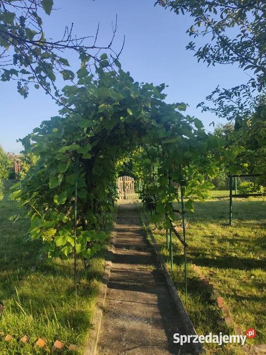 SPRZEDAM DUŻĄ DZIAŁKĘ 420m2 ROD Kolejarz Lubliniec