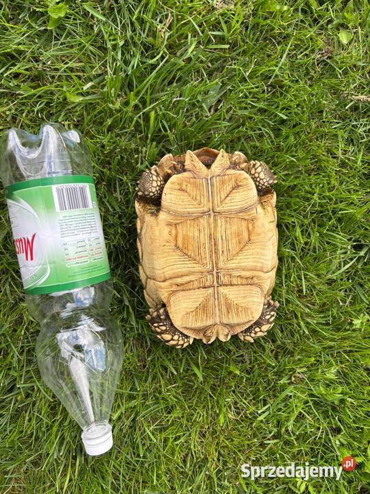 Zółw pustynny żółw lądowy centrochelys sulcata Miechów