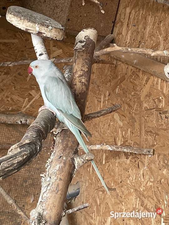 Aleksandreta obrożna Zwierzęta małopolskie Rudka sprzedam