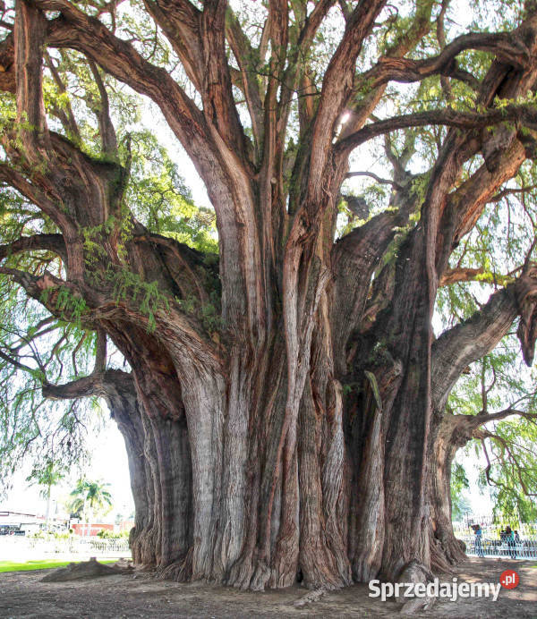 CYPRYŚNIK MEKSYKAŃSKI Taxodium mucronatum Lubanie
