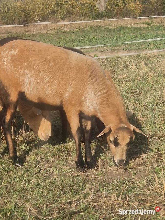 Owieczka Kameruńska Parczew sprzedam
