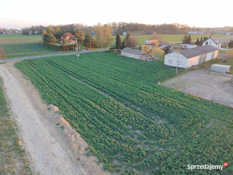 Działka 12a budowlana zagrodowa Piotrowice Wielkie sprzedam