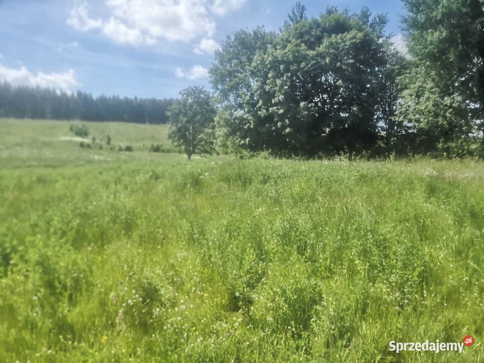 Sprzedam działkę rolną o pow 428ha Piłaki Wielkie