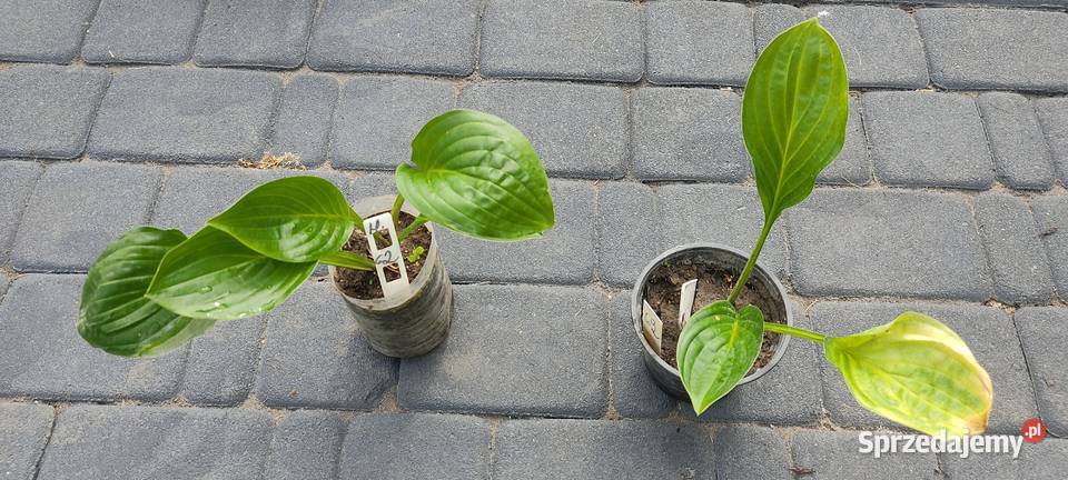 Hosta Midnight Oil rarytas