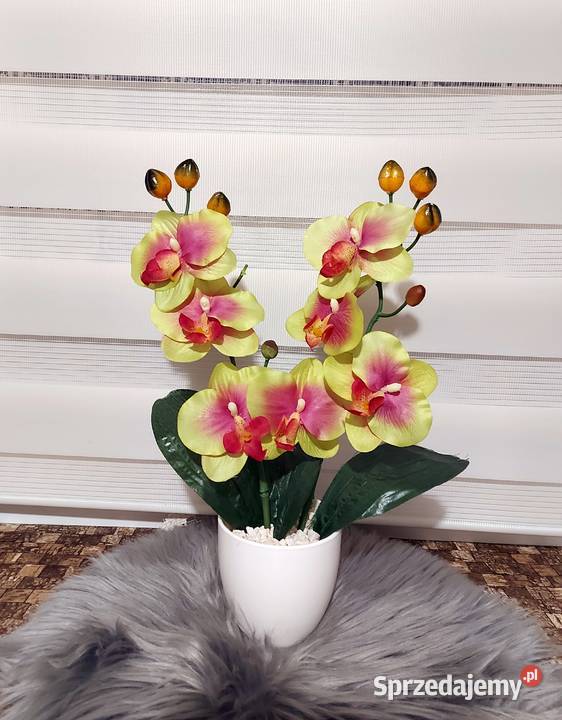 Storczyki Promocja Koszalin