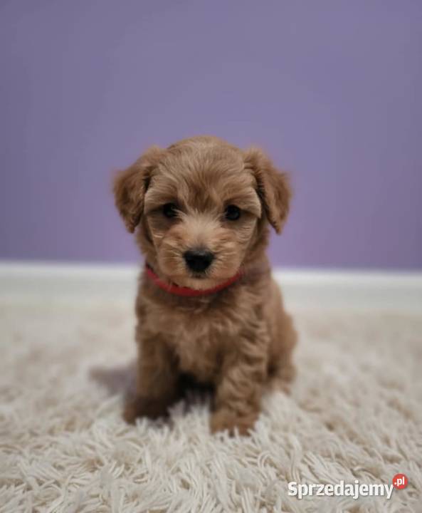 Maltipoo suczka Zawiercie